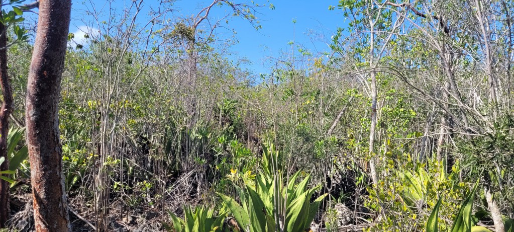 South Side Bluff Edge ~ Cayman Brac - Image 3