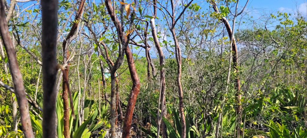 South Side Bluff Edge ~ Cayman Brac - Image 4