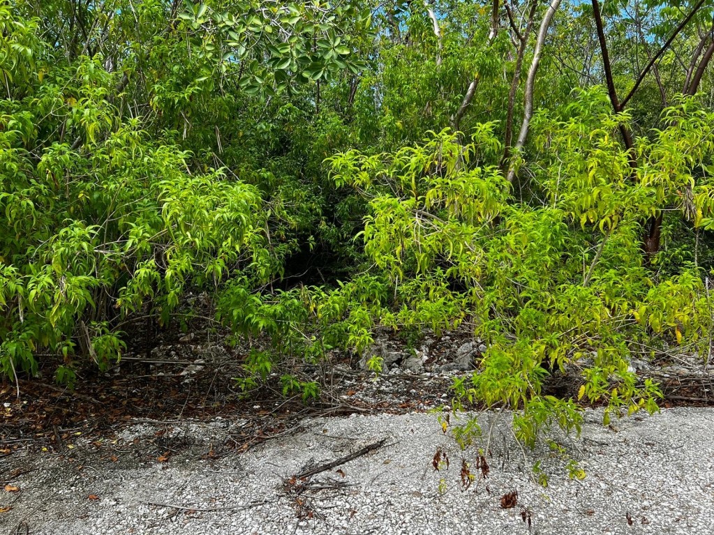 Reduced ~ Cayman Brac 9 Lots Subdivision CI$34,000 Each - Image 5