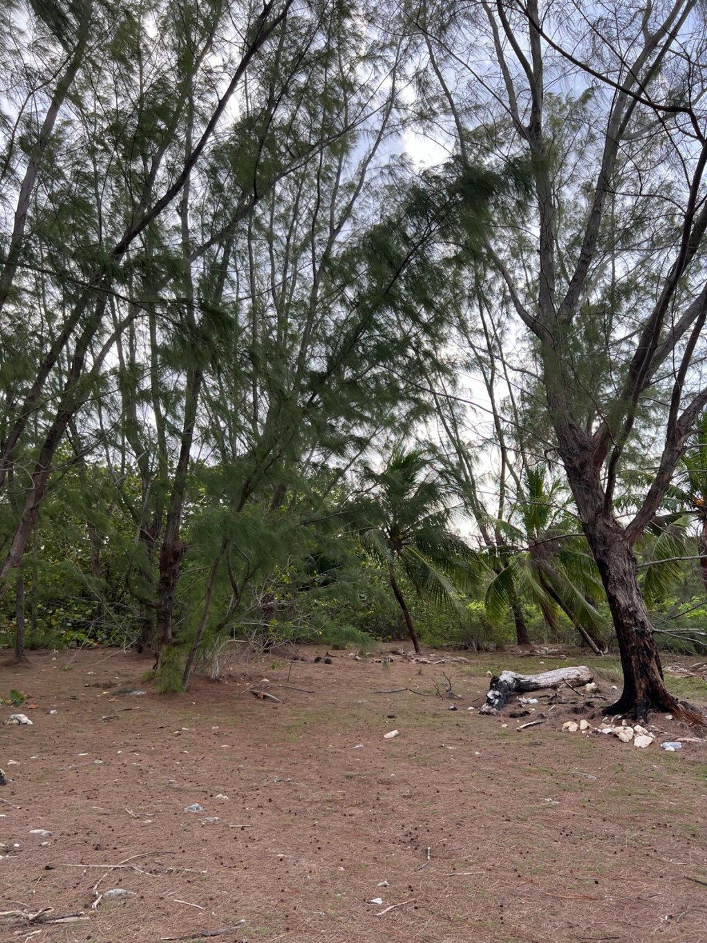 Southside Waterfront Property ~ Cayman Brac - Image 3