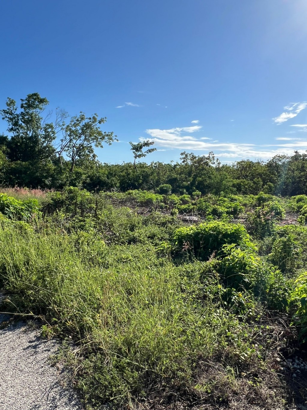 Bluff lot ~ Cayman Brac - Image 3