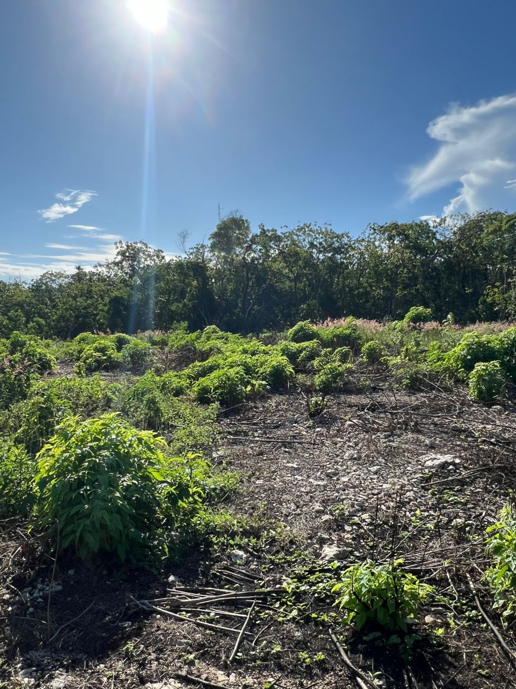 Bluff lot ~ Cayman Brac - Image 4