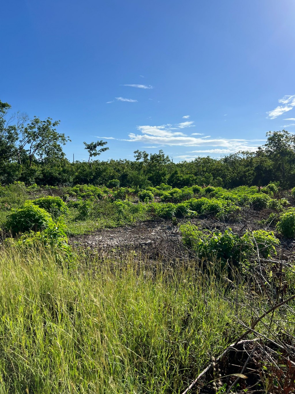 Bluff lot ~ Cayman Brac - Image 1