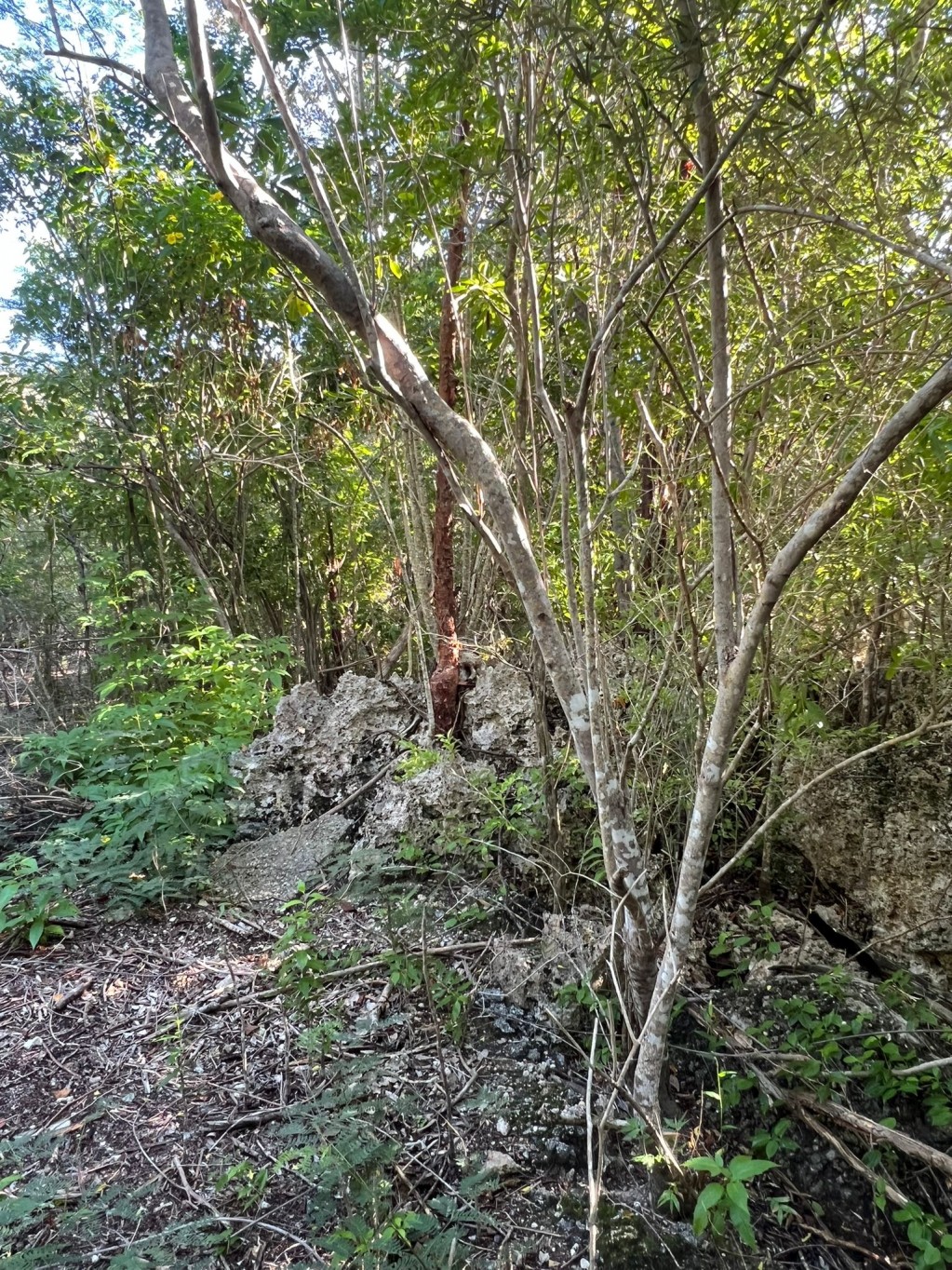 Bluff Edge South Side ~ Cayman Brac - Image 4