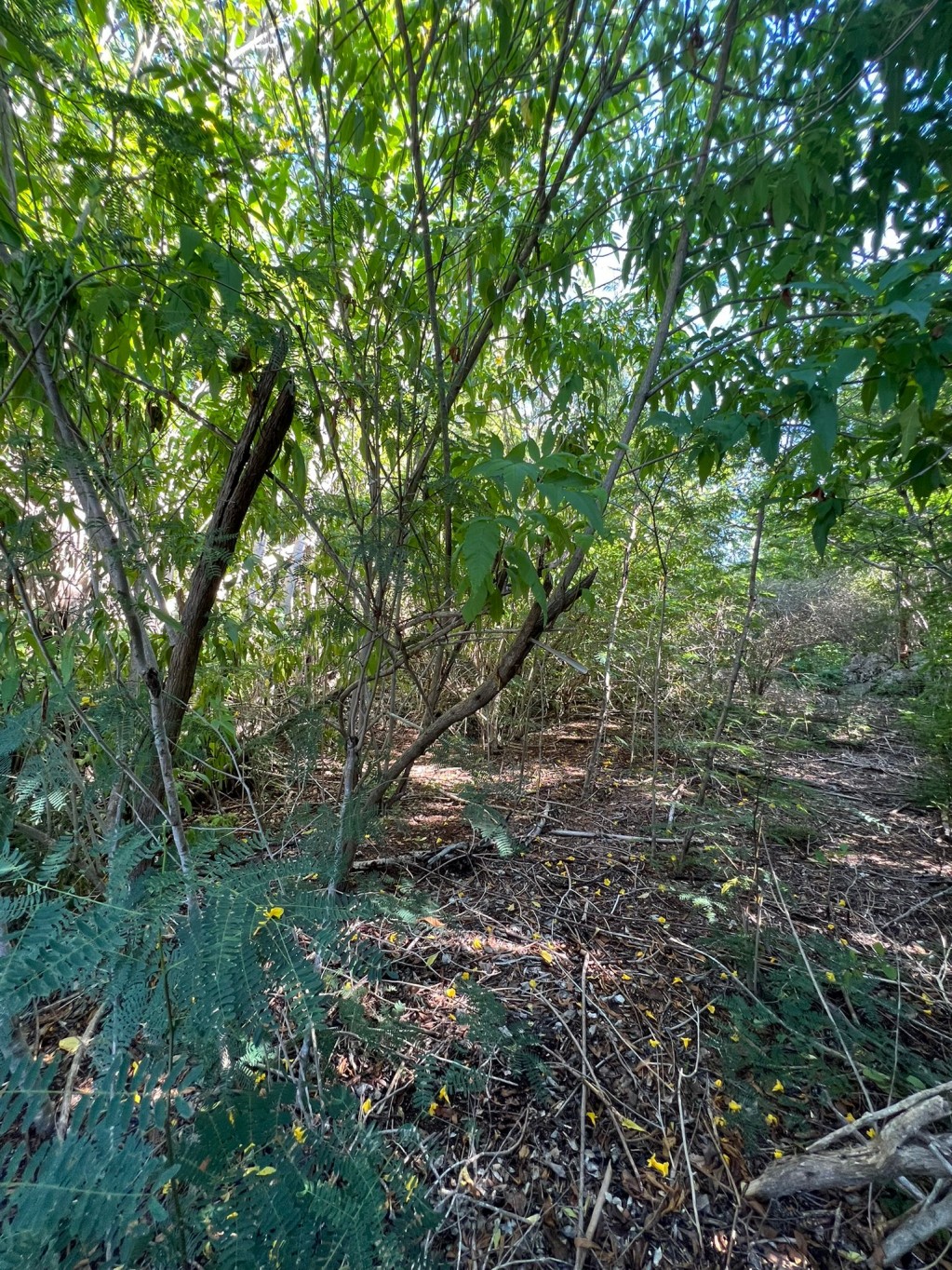 Bluff Edge South Side ~ Cayman Brac - Image 6