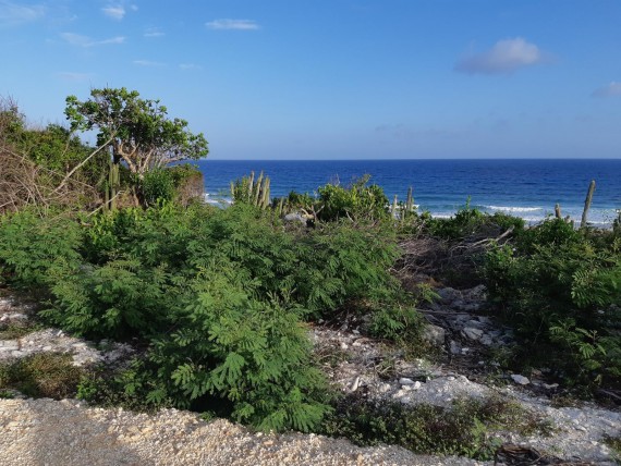 4 Bluff Edge Lots For Sale ~ Cayman Brac