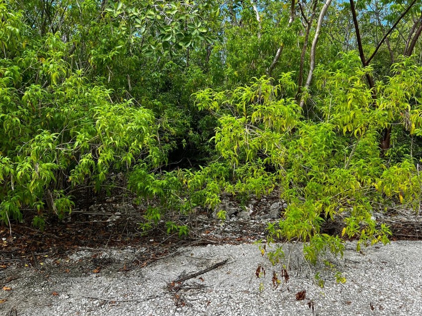 Reduced ~ Cayman Brac 9 Lots Subdivision CI$34,000 Each - Image 5