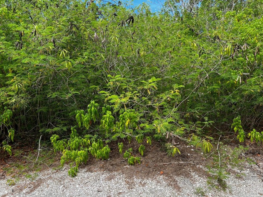 Reduced ~ Cayman Brac 9 Lots Subdivision CI$34,000 Each - Image 7