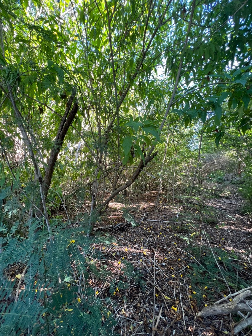 Bluff Edge South Side ~ Cayman Brac - Image 6
